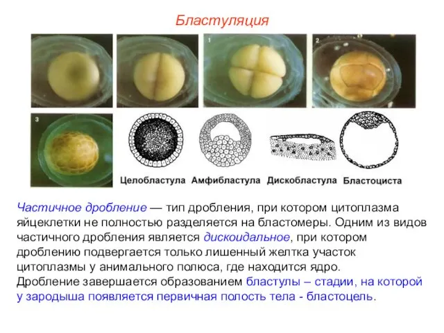 Бластуляция Частичное дробление — тип дробления, при котором цитоплазма яйцеклетки