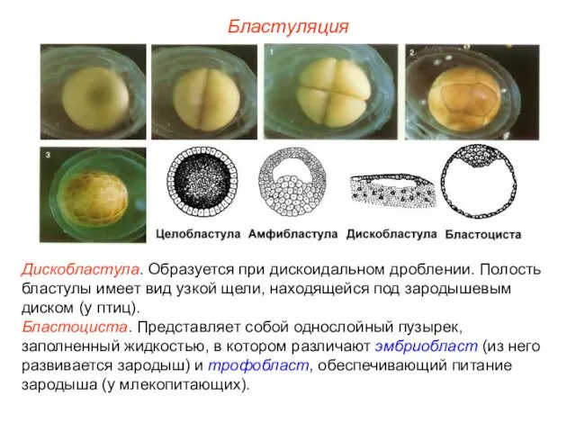 Бластуляция Дискобластула. Образуется при дискоидальном дроблении. Полость бластулы имеет вид
