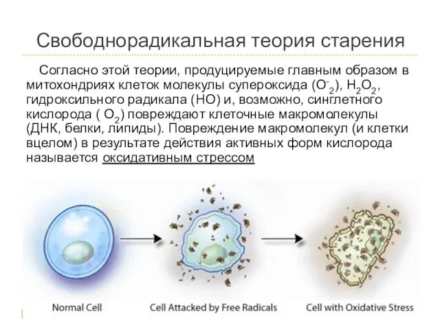 Свободнорадикальная теория старения Согласно этой теории, продуцируемые главным образом в