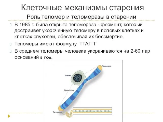 Клеточные механизмы старения Роль теломер и теломеразы в старении В