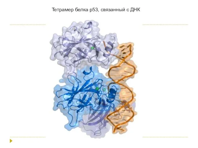 Тетрамер белка р53, связанный с ДНК