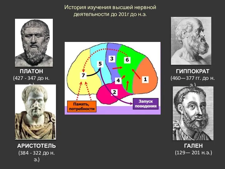 ПЛАТОН (427 - 347 до н.э.) История изучения высшей нервной