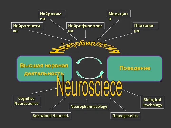 Высшая нервная деятельность Нейрофизиология Медицина Нейрогенетика Нейрохимия Психология Cognitive Neuroscience