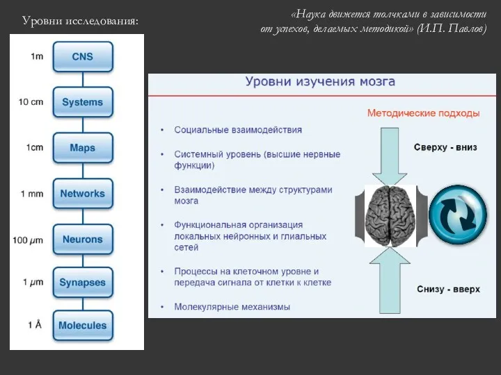 «Наука движется толчками в зависимости от успехов, делаемых методикой» (И.П. Павлов) Уровни исследования: