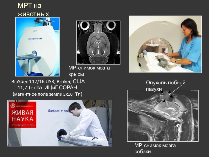 BioSpec 117/16 USR, Bruker, США 11,7 Tесла ИЦиГ СОРАН (магнитное