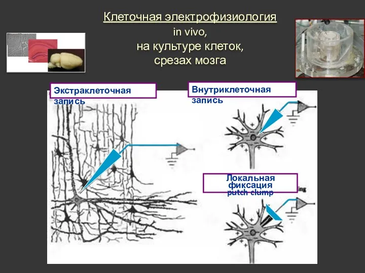 Клеточная электрофизиология in vivo, на культуре клеток, срезах мозга