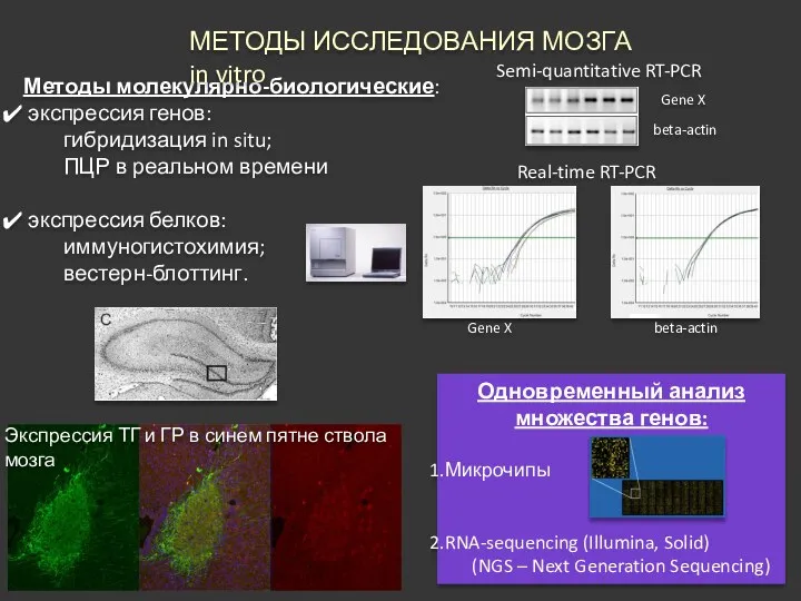 Методы молекулярно-биологические: экспрессия генов: гибридизация in situ; ПЦР в реальном