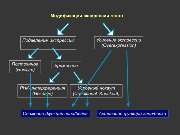 Модификации экспрессии генов Усиление экспрессии (Оverexpression) Подавление экспрессии Постоянное (Нокаут)