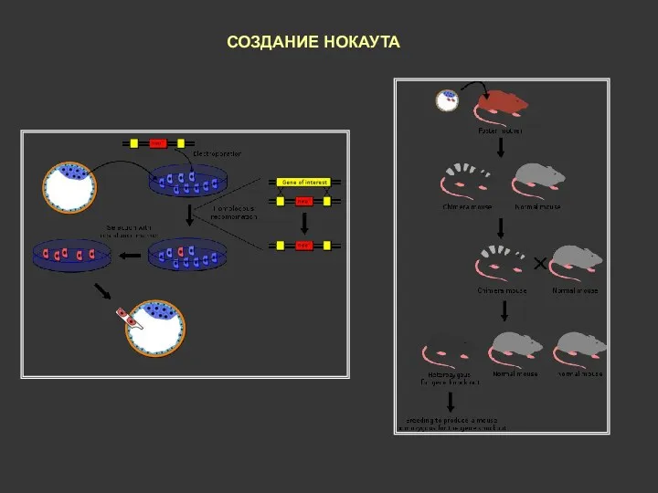 СОЗДАНИЕ НОКАУТА