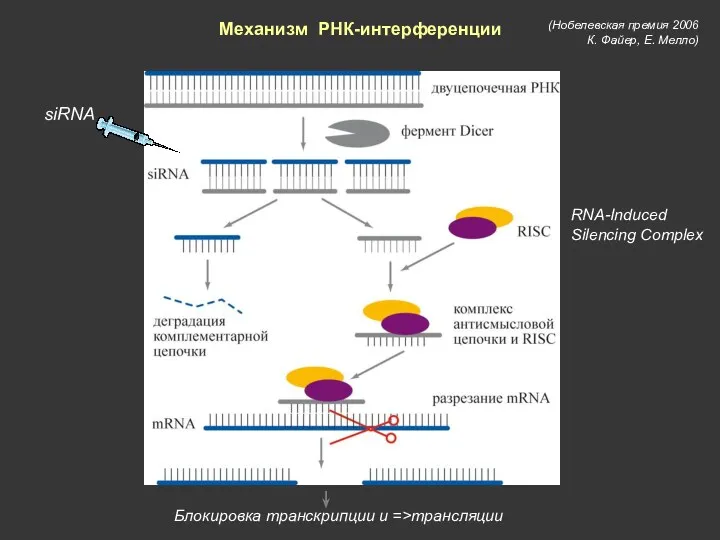 Механизм РНК-интерференции siRNA (Нобелевская премия 2006 К. Файер, Е. Мелло)