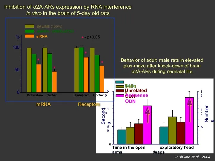 Inhibition of α2А-АRs expression by RNA interference in vivo in