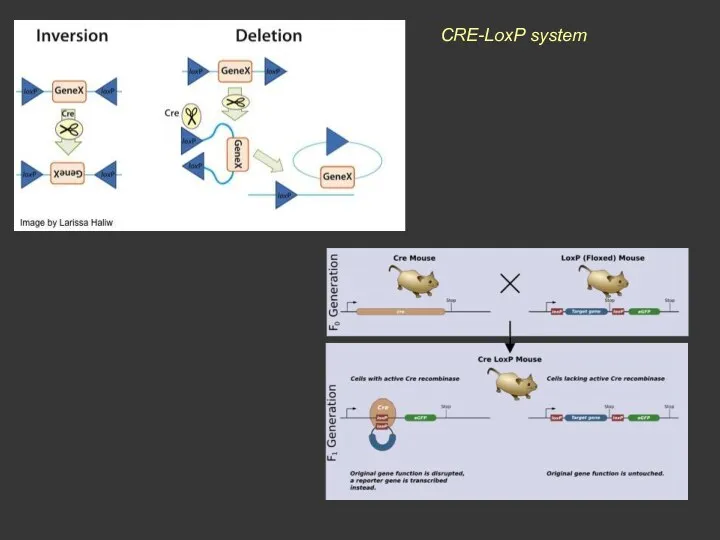 CRE-LoxP system