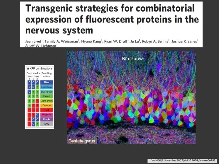 Brainbow