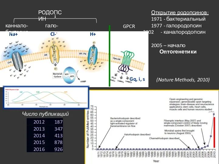 (Nature Methods, 2010) Открытие родопсинов: 1971 - бактериальный 1977 -