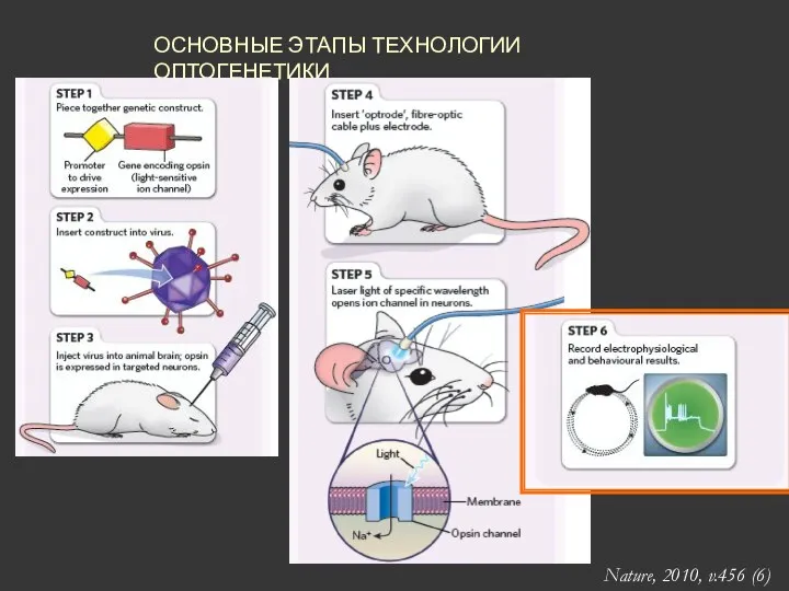 ОСНОВНЫЕ ЭТАПЫ ТЕХНОЛОГИИ ОПТОГЕНЕТИКИ Nature, 2010, v.456 (6)