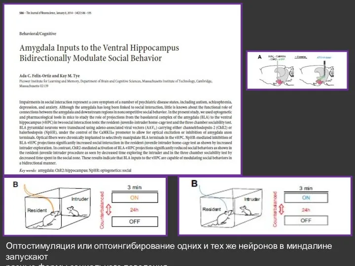 Оптостимуляция или оптоингибирование одних и тех же нейронов в миндалине запускают разные формы социального поведения