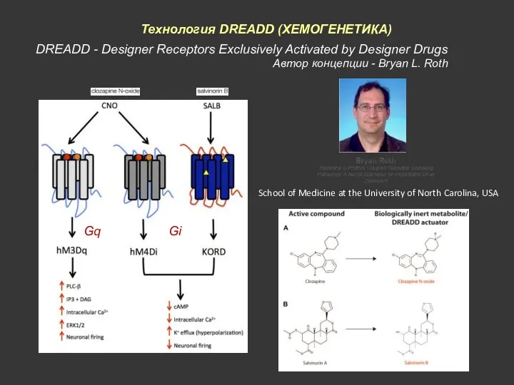 Технология DREADD (ХЕМОГЕНЕТИКА) DREADD - Designer Receptors Exclusively Activated by