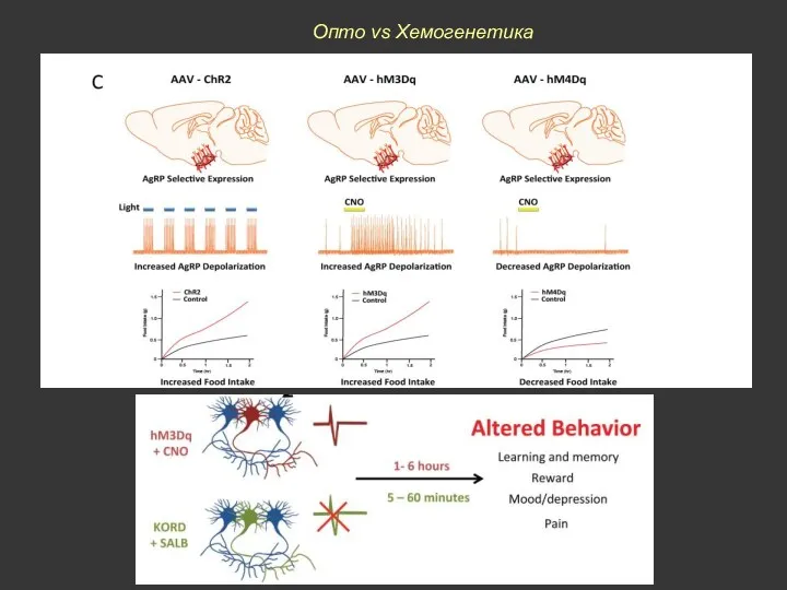 Опто vs Хемогенетика