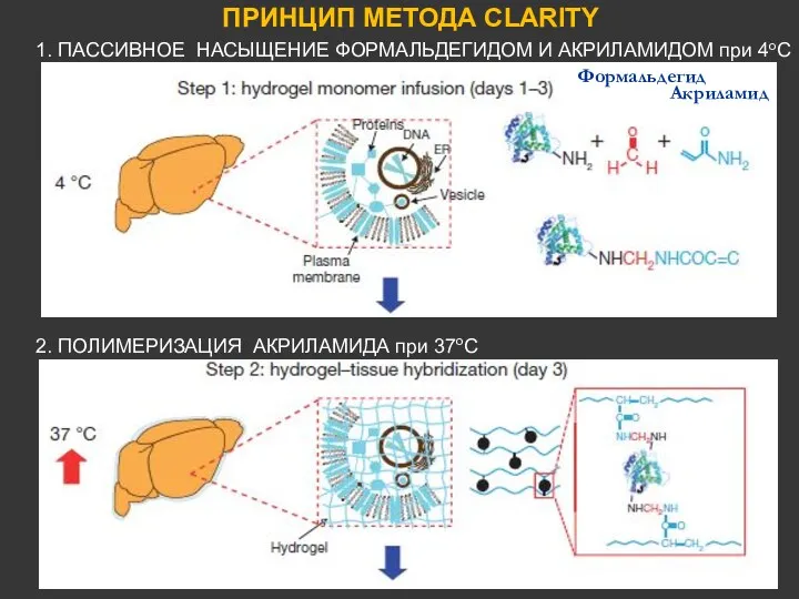 ПРИНЦИП МЕТОДА CLARITY Формальдегид Акриламид 1. ПАССИВНОЕ НАСЫЩЕНИЕ ФОРМАЛЬДЕГИДОМ И