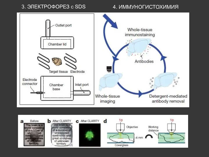 3. ЭЛЕКТРОФОРЕЗ с SDS 4. ИММУНОГИСТОХИМИЯ