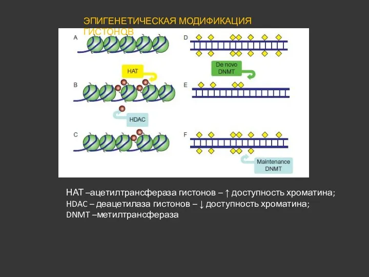 ЭПИГЕНЕТИЧЕСКАЯ МОДИФИКАЦИЯ ГИСТОНОВ НАТ –ацетилтрансфераза гистонов – ↑ доступность хроматина;