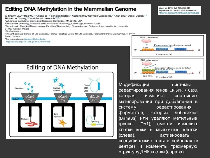 Модификация системы редактирования генов CRISPR / Cas9, которая изменяет состояние