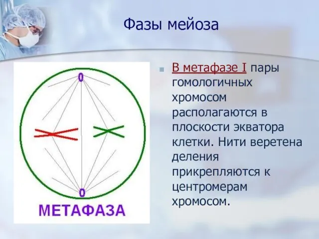 Фазы мейоза В метафазе I пары гомологичных хромосом располагаются в