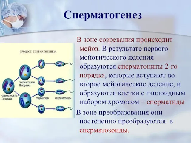 Сперматогенез В зоне созревания происходит мейоз. В результате первого мейотического