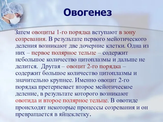 Овогенез Затем овоциты 1-го порядка вступают в зону созревания. В