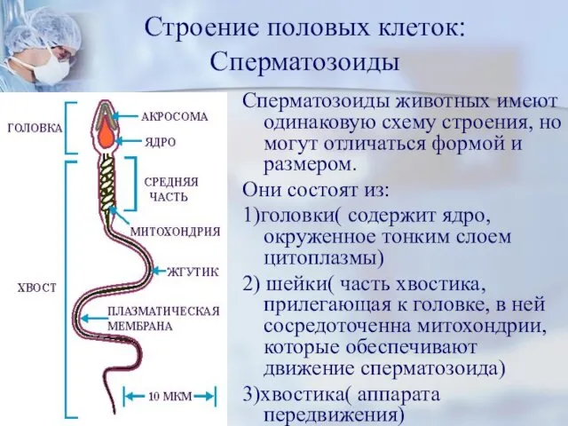 Строение половых клеток: Сперматозоиды Сперматозоиды животных имеют одинаковую схему строения,