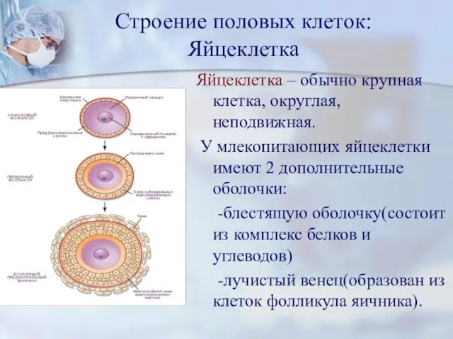 Строение половых клеток: Яйцеклетка Яйцеклетка – обычно крупная клетка, округлая,