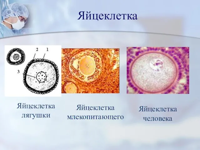 Яйцеклетка Яйцеклетка лягушки Яйцеклетка млекопитающего Яйцеклетка человека