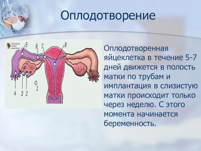 Оплодотворение Оплодотворенная яйцеклетка в течение 5-7 дней движется в полость