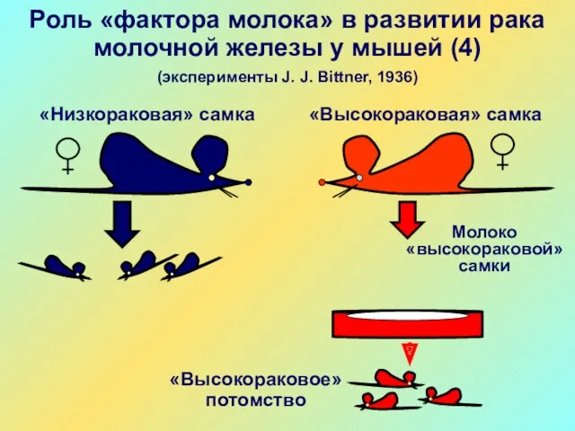 Роль «фактора молока» в развитии рака молочной железы у мышей