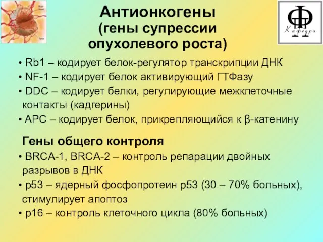 Антионкогены (гены супрессии опухолевого роста) Rb1 – кодирует белок-регулятор транскрипции