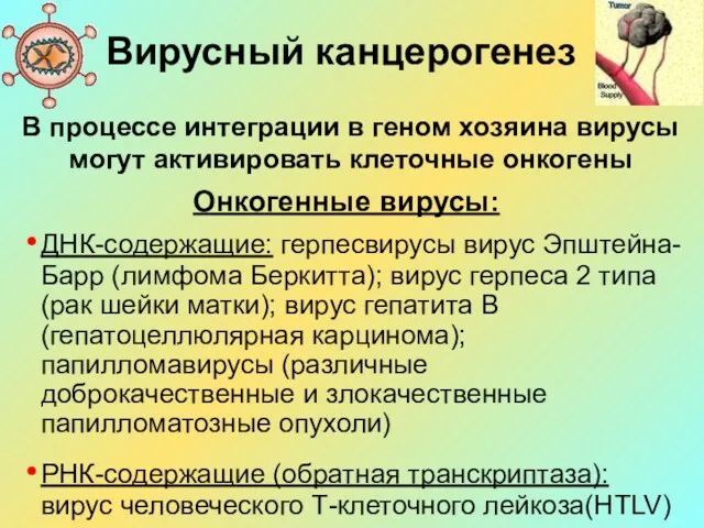 Вирусный канцерогенез В процессе интеграции в геном хозяина вирусы могут