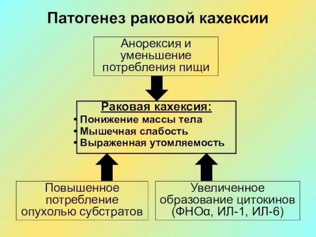 Патогенез раковой кахексии Раковая кахексия: Понижение массы тела Мышечная слабость