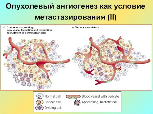 Опухолевый ангиогенез как условие метастазирования (II)