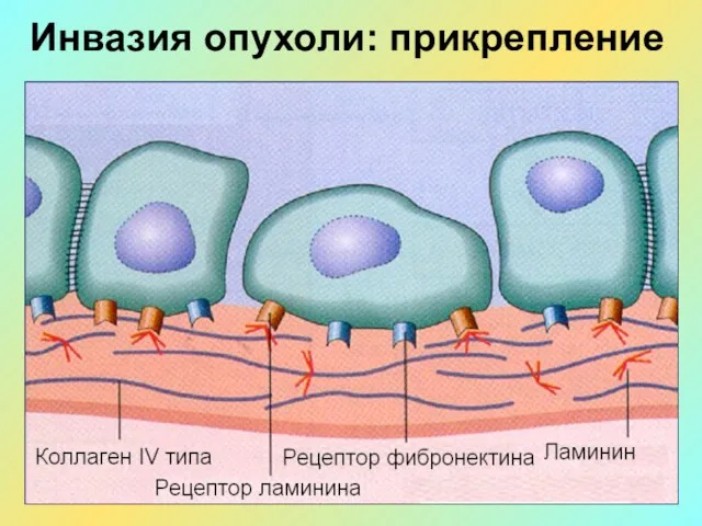 Инвазия опухоли: прикрепление