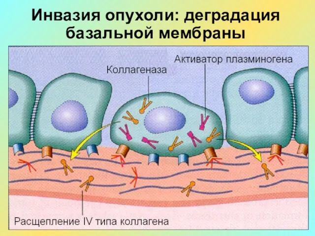 Инвазия опухоли: деградация базальной мембраны