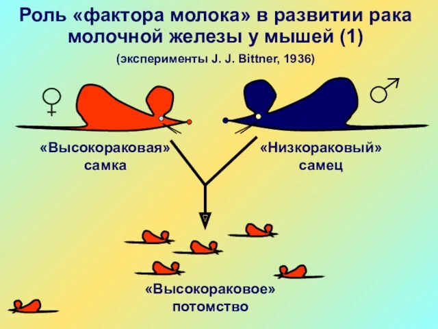 Роль «фактора молока» в развитии рака молочной железы у мышей