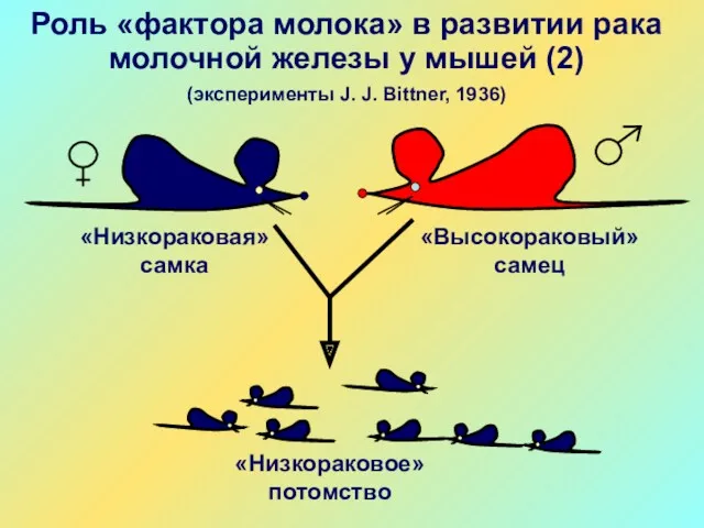 «Низкораковая» самка «Высокораковый» самец Роль «фактора молока» в развитии рака