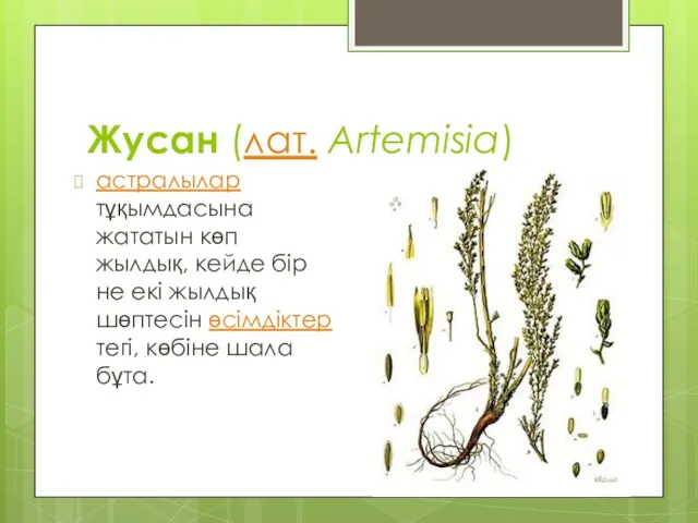 Жусан (лат. Artemisia) астралылар тұқымдасына жататын көп жылдық, кейде бір