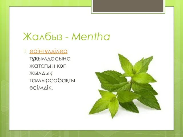 Жалбыз - Mentha ерінгүлділер тұқымдасына жататын көп жылдық тамырсабақты өсімдік.