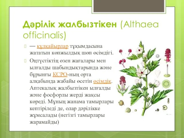 Дәрілік жалбызтікен (Althaea officinalis) — құлқайырлар тұқымдасына жататын көпжылдық шөп