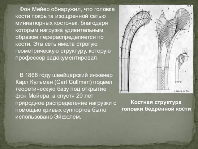 Фон Мейер обнаружил, что головка кости покрыта изощренной сетью миниатюрных