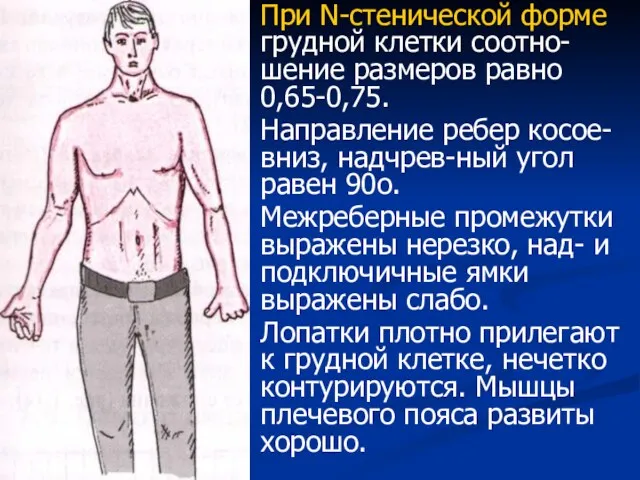 При N-стенической форме грудной клетки соотно-шение размеров равно 0,65-0,75. Направление