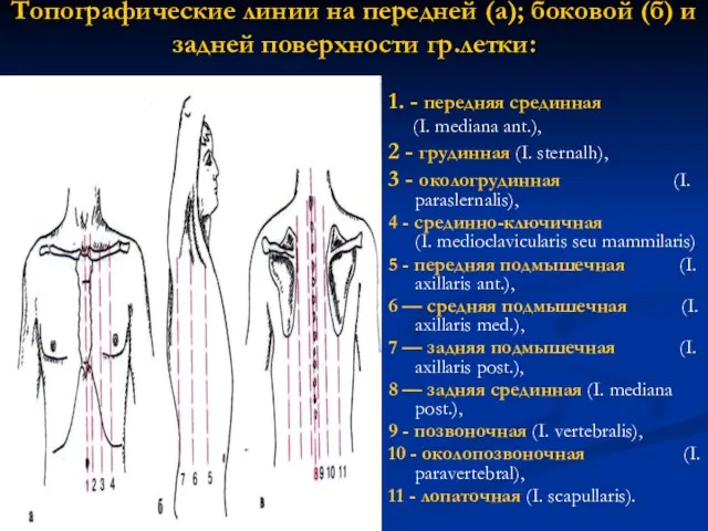 1. - передняя срединная (I. mediana ant.), 2 - грудинная