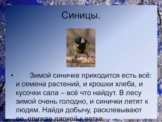 Синицы. Зимой синичке приходится есть всё: и семена растений, и