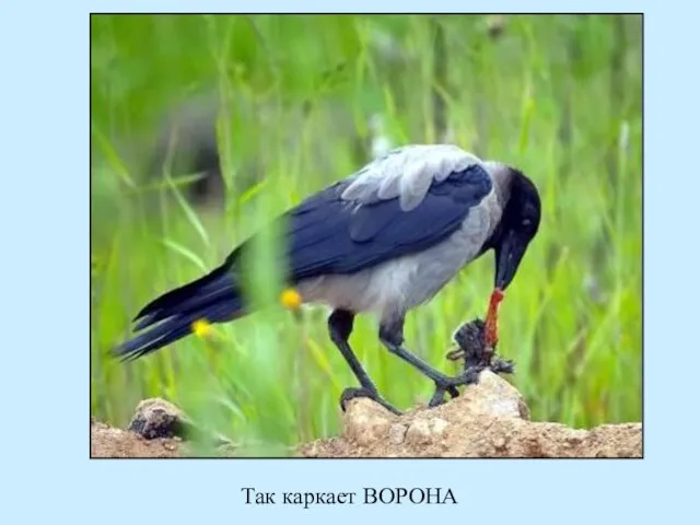 Так каркает ВОРОНА